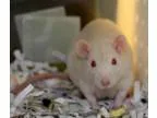 Adopt Albus a Rat Rat
