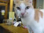 Adopt Patches a Tan or Fawn (Mostly) Domestic Shorthair (short c