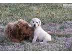 Apricot Cream Goldendoodle girls