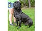 Adopt Bucci a Black Cane Corso  Mixed dog in Michigan City IN (1