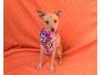 Adopt Jemma a RedGoldenOrangeCh estnut Italian Greyhound  Mixed 
