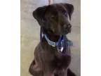 Adopt Dunn a Black - with Gray or Silver Labrador Retriever  Mix