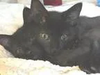 Adopt Kitten Sherman a Domestic Short Hair