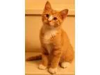 Adopt Manning a Orange or Red (Mostly) Domestic Shorthair  Mixed