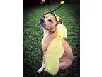 Unknown-Boxer Mix DOG FOR ADOPTION RGADN-236292 - Sassy - Boxer 