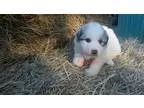 Great Pyrenees PUPPY FOR SALE ADN-17851 - Great Pyrenees Puppy