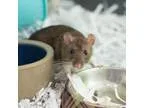 Adopt Grumpy a Rat Rat