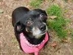 Adopt Cupcake is a sweet quiet Doxie mix girl LOCAL in RHODE ISL