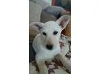Adopt Salt a Labrador Retriever Cattle Dog