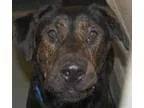 Adopt King a German Shepherd Dog Labrador Retriever