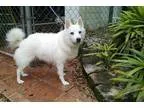American Eskimo Dog DOG FOR ADOPTION RGADN-174679 - Diamond of P