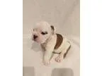Bulldog PUPPY FOR SALE ADN-18511 - English Bull Dog