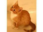 Adopt Brady a Orange or Red (Mostly) Domestic Shorthair  Mixed (