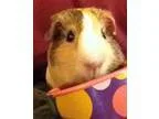 Adopt Blondie a Multi Guinea Pig (short coat) small animal in Be