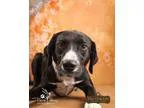 Adopt Mickey a Black - with White Labrador Retriever  Spaniel (U