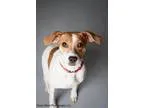 Adopt Daisy a Beagle