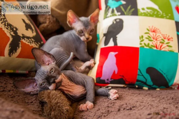 Cool and Calm &acirc&curren&iu ml&cedilBaby Sphynx Kittens&acirc