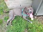 American Pit Bull Terrier DOG FOR ADOPTION RGADN-151106 - 1603-0
