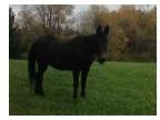 Daisy - Horse for Sale in Edmore Michigan