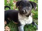 Adopt Gin a Black - with White Australian Shepherd  Australian C