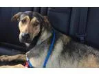 Adopt DuchessUPDATE a German Shepherd Dog Rhodesian Ridgeback