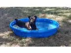 Unknown-Labrador Retriever Mix DOG FOR ADOPTION RGADN-342877 - S