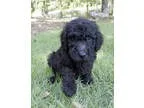 Poodle (Standard) PUPPY FOR SALE ADN-17631 - Black Male