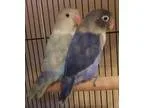 Adopt Pearl and Amethyst a Blue Lovebird bird in Tampa FL (16880