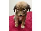 Adopt Sugar a TanYellowFawn - with Black Australian Shepherd  Au