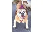 Adopt Ginger a Pug Beagle