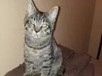 Adopt Kitten Quint a Domestic Short Hair