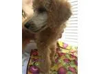 Poodle (Standard) PUPPY FOR SALE ADN-18486 - gorgeous standard p