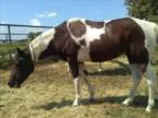 Tri Color Paint Mare by Risky Business