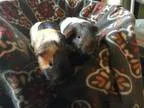 Adopt Hap and Harry a Guinea Pig