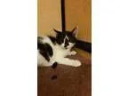 Adopt Blaze  Canton PetSmart Habitat on Michigan Ave a Domestic 