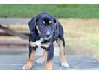 Adopt PUPPY VIOLET a Labrador Retriever