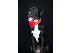 Mastiff-Boxer Mix DOG FOR ADOPTION RGADN-333471 - Lexie - Boxer 