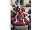 Unknown-Treeing Walker Coonhound Mix DOG FOR ADOPTION RGADN-3913