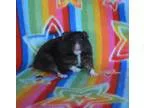 Adopt Brownie a Hamster