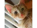 Adopt Mohawk a Orange or Red Domestic Shorthair  Mixed (short co