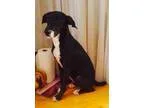 Adopt Female Black Lab Puppy Arriving 10012016 a Labrador Retrie