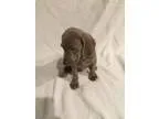 Weimaraner PUPPY FOR SALE ADN-18509 - Weimaraner puppies