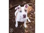 American Staffordshire Terrier DOG FOR ADOPTION RGADN-197835 - C