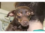 Miniature Pinscher DOG FOR ADOPTION RGADN-361235 - Minnie - Mini
