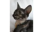 Adopt Naughty a torti twin a Tortoiseshell