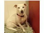 Adopt Beya and Blanca a White - with Tan Yellow or Fawn Terrier 