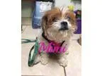 Adopt Mimi a Shih Tzu Poodle