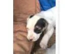 Adopt Baby Zeppo a Terrier