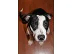 Unknown-Labrador Retriever Mix DOG FOR ADOPTION RGADN-301879 - Z