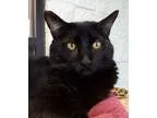 Adopt Astrologer a Domestic Short Hair-black